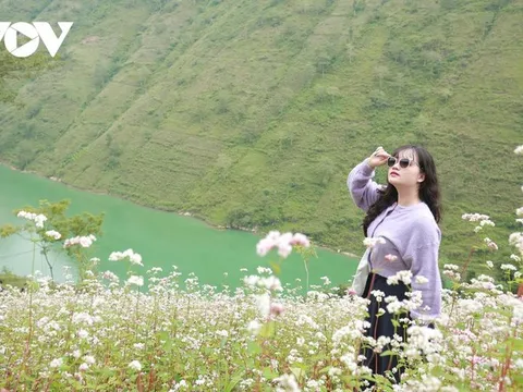 Giới trẻ đổ về Hà Giang ngắm hoa tam giác mạch bung nở